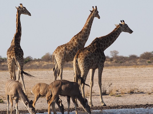 self-drive-Afrique australe-4x4-liberté- aventure.jpg