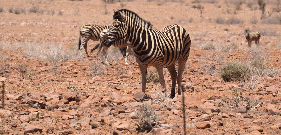 des zébres dans le Namib en NAMIBIE