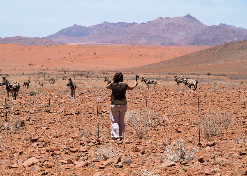 Msi en train de filmer des zébres dans le Namib en NAMIBIE
