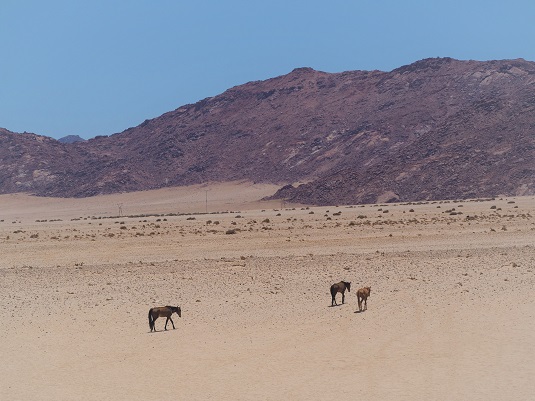 photos JP : arbres carquois, Namibie, 4x4, safari, dunes, road trip