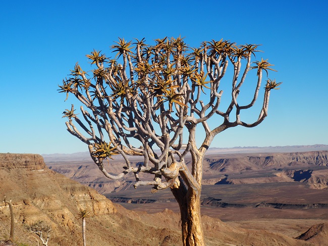 FISH RIVER LODGE NAMIBIE ARBRE à CARQUOI