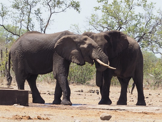 Photo JP : éléphants kruger afrique du sud