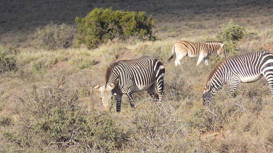 zèbres de montagne le grand karoo afrique du sud