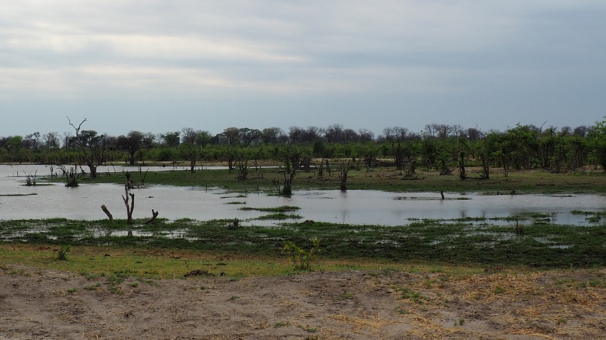 Mababe zone humide Botswana