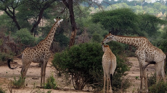 Le self-drive en totale autonomie : quelle formules choisir ? Suivez nos aventures en 4×4 à travers Namibie, Botswana et Afrique du Sud. Pistes, éléphants, lions et liberté totale vous attendent !
