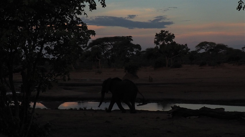 A la tombée du jour les éléphants viennent s'abreuver. / At dusk elephants come to drink.