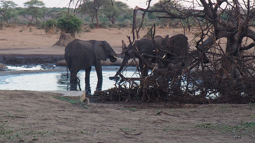 Elephant sur le point d'eau de Senyati Botswana.
