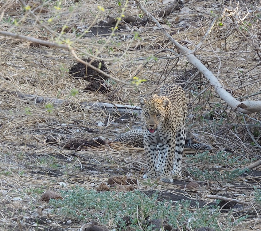 afriquedusud-leopard-kruger-4x4.jpg