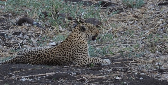 PHOTO MSIAFICAROADTRIP.COM Léopard au Kruger Afrique du Sud