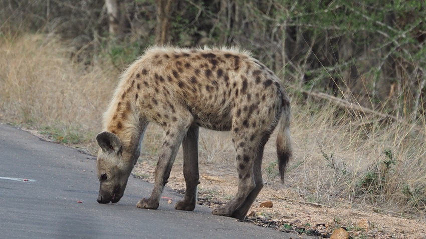 Afrique du sud-PARCKRUGER.jpg