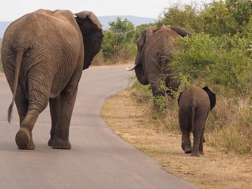 éléphants-afriquedusud-leopard-kruger-4x4.jpg