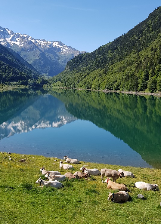 vallée d'ossau Pyrénées béarnaises lac de Fabrège avec de Blondes d'Aquitaine. Photo : msiafricaroadtrip.com