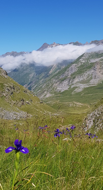 Iris en été au Pourtalet. Cirque d'Anéou Béarn. Pyrénées Atlantiques. Photo : Msiafricaroadtrip.com