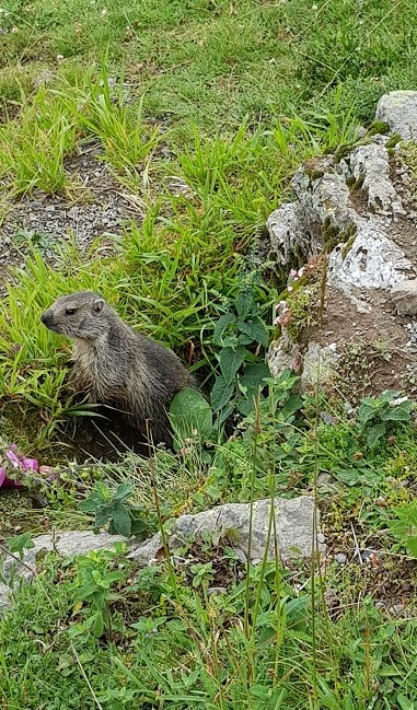 Bébé marmotte col de l'aubisque vallée d'ossau. Pyrénées atlantiques Photo : msiafricaroadtrip.com