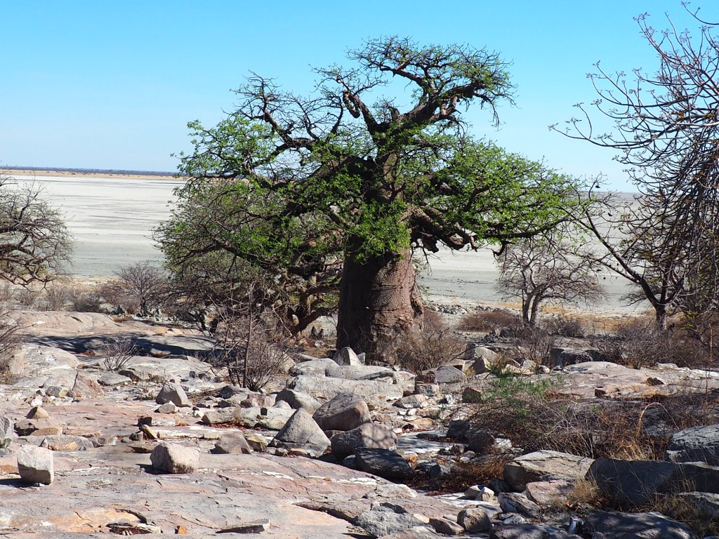self-drive-Afrique australe-4x4-liberté- aventure.jpg