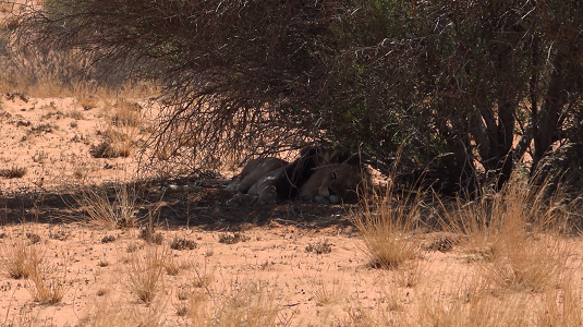 KTP-Afrique du sud-4x4.jpg