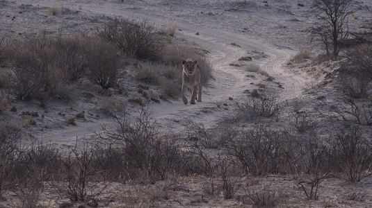 trail bitterpan-Afrique du sud-4x4.jpg