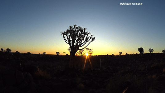 photos JP : arbres carquois, Namibie, 4x4, safari, dunes, road trip