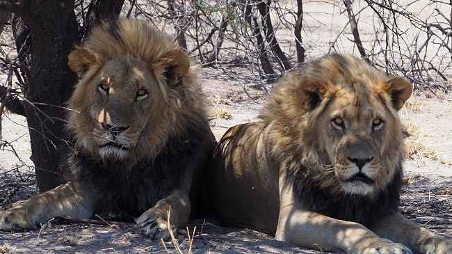 lions en Afrique australe