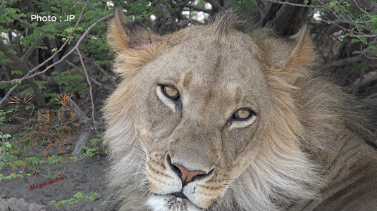 Description de la photo