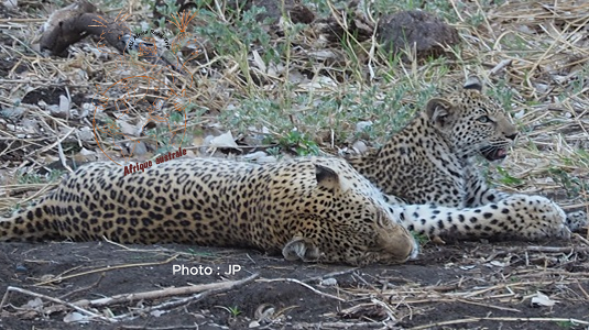 elf-drive-afrique du sud-4x4.jpg