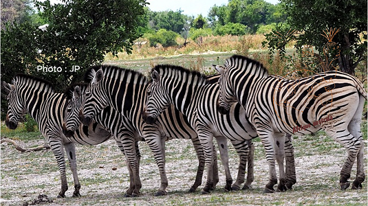 Zèbres dans le désert de Namibie